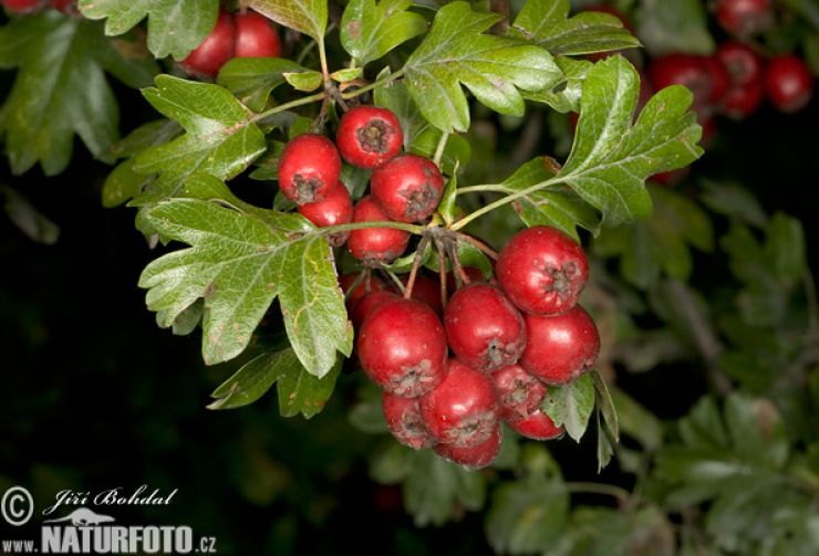 zobrazit detail snímku: Hloh jednosemenný plod
