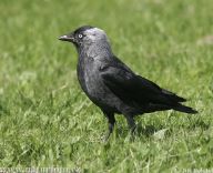 Kavka obecná - Corvus monedula: Kavka obecná je velice společenský pták, který…