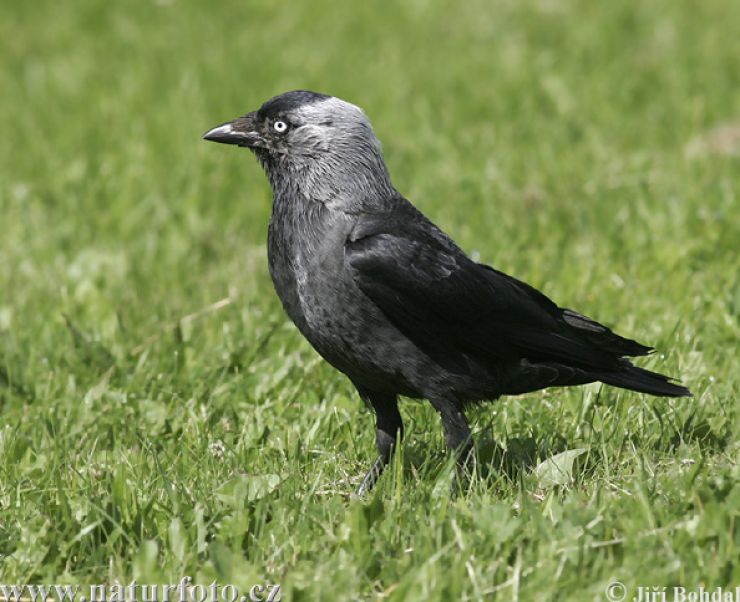 zobrazit detail snímku: Kavka obecná