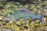 Sladkovodní ryby Sladkovodní ryby