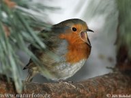 Červenka obecná - Erithacus rubecula: Hojně navštěvuje naše zahrady. A pokud ji v…