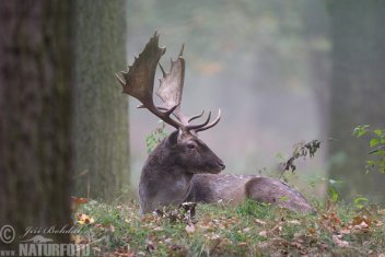 Daněk skvrnitý - samec - klikněte pro zobrazení detailu