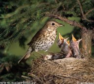 Drozd zpěvný -  Turdus philomelos: Drozd zpěvný je menší zpěvný pták, kterého…