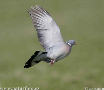 Letící holub hřivnáč - klikněte pro zobrazení detailu