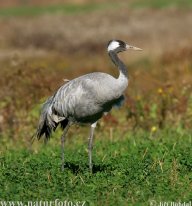 Jeřáb popelavý - Grus grus: Elegantní jeřáb popelavý hnízdí především v…