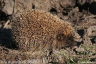 Ježek západní a východní - Erinaceus europaeus a concolor: Ježek se díky svým typickým ostnům vytvořeným…