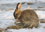 Králík versus zajíc: Řada lidí si plete zajíce s králíkem. Náš…