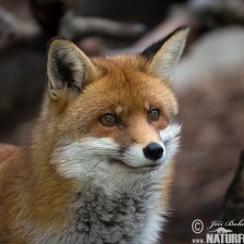 Liška