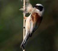 Moudivláček lužní – Remiz pendulinus: Moudivláčci lužní patří do čeledi…