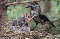 Ořešník kropenatý - Nucifraga caryocatactes: Ořešník kropenatý je krkavcovitý pěvec…