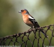 Pěnkava obecná - Fringilla coelebs: Pěnkava obecná je nejčastějším zástupcem…