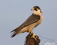 Sokol stěhovavý - Falco peregrinus: Nejrychlejší pták a vzácný obyvatel našich…