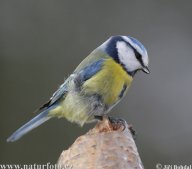 Sýkora modřinka - Parus caeruleus: Zajímavé, že zrovna sýkoru modřinku jsem si…