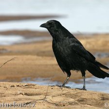 Vrána obecná černá