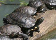 Chováme vodní želvy - Želva nádherná seznámení: Jakkoli vypadají v obchodě se zvířaty mláďata…