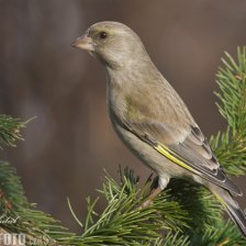 Zvonek zelený - samice
