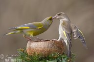 Zvonek zelený – Carduelis chloris: Zvonek zelený je u nás hojně rozšířený pták.…