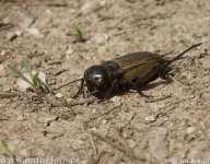 Cvrček polní – Gryllus campestris: Cvrček polní se řadí mezi hmyz.…