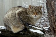 Kočka divoká - Felis silvestris: Kočka divoká byla v 19. století pronásledována...