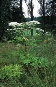 Bolševník velkolepý - Heracleum mantegazzianum: Jedovatá invazní rostlina.