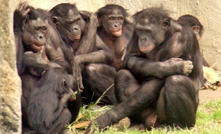 Bonobové - klikněte pro zobrazení detailu