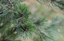 Není borovice jako borovice aneb jak požár pomůže s bojem s vetřelcem