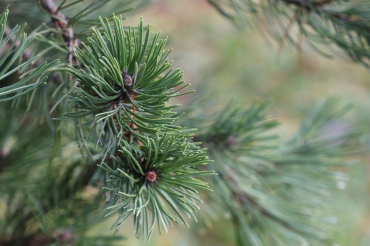 zobrazit detail snímku: borovice