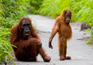 Kde ještě dnes můžete potkat orangutana tváří v tvář?: Borneo – třetí největší ostrov světa je...