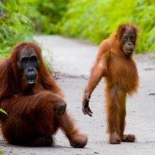 Borneo