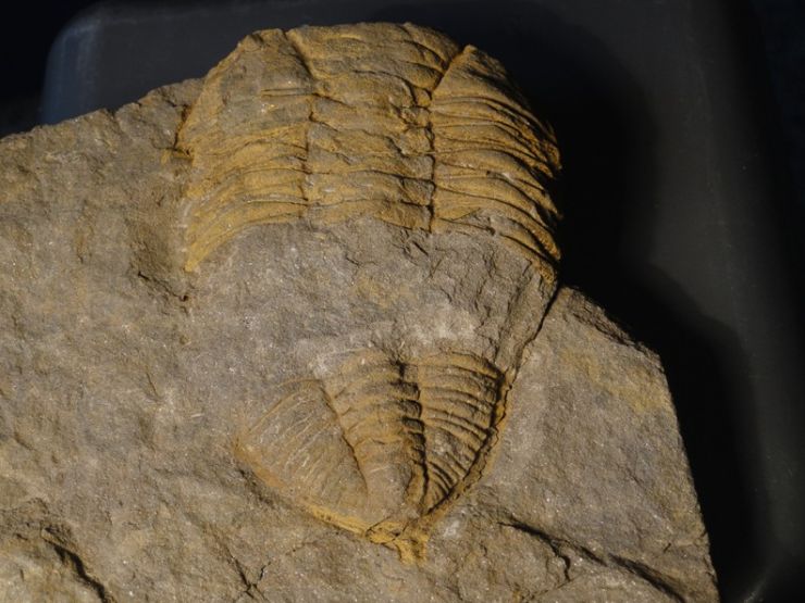 zobrazit detail snímku: trilobit Dalmanitina socialis