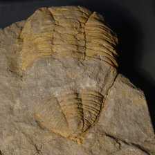 trilobit Dalmanitina socialis