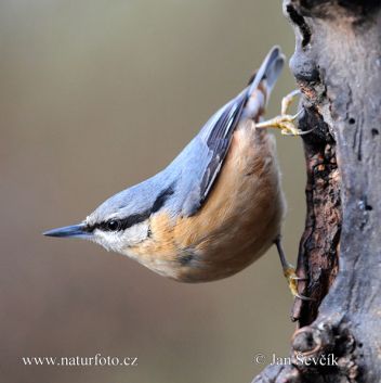 Brhlík lesní - klikněte pro zobrazení detailu Brhlík lesní - klikněte pro zobrazení detailu