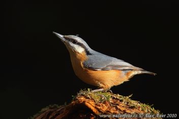 Brhlík lesní - klikněte pro zobrazení detailu Brhlík lesní - klikněte pro zobrazení detailu