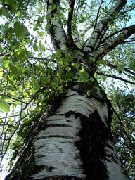 Bříza bělokorá - Betula pendula: Většinou břízu známe jako štíhle vzpřímený…
