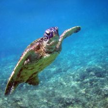 Kareta obrovská v moři