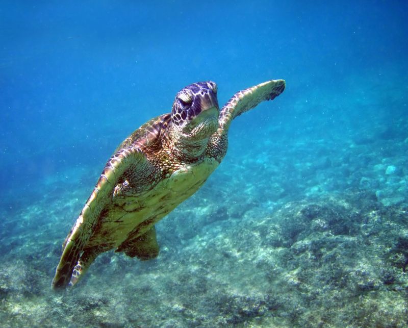 Kareta obrovská v moři - klikněte pro zobrazení detailu