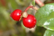 Brusnice brusinka - Vaccinium vitis: Už staří Řekové znaly plody brusnice brusinky,…