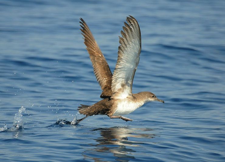 zobrazit detail snímku: Buřňák baleárský