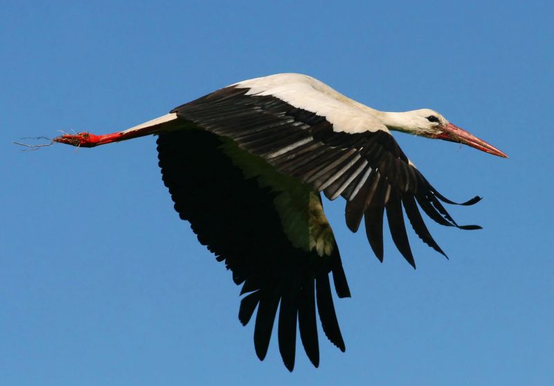 Čáp bílý (Ciconia ciconia). - klikněte pro zobrazení detailu