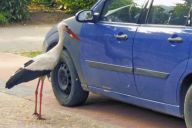 Agresivní čáp napadal umyté a naleštěné auto: Setkali jste se už také s tím, že čáp…