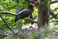 Čáp černý - Ciconia nigra: Mnohem méně známý a skrytě žijící…