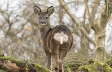 Výzkum plánování mateřství u srny může pomoci zefektivnit umělé oplodnění