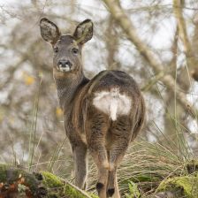 Výzkum plánování mateřství u srny může pomoci zefektivnit umělé oplodnění Výzkum plánování mateřství u srny může pomoci zefektivnit umělé oplodnění