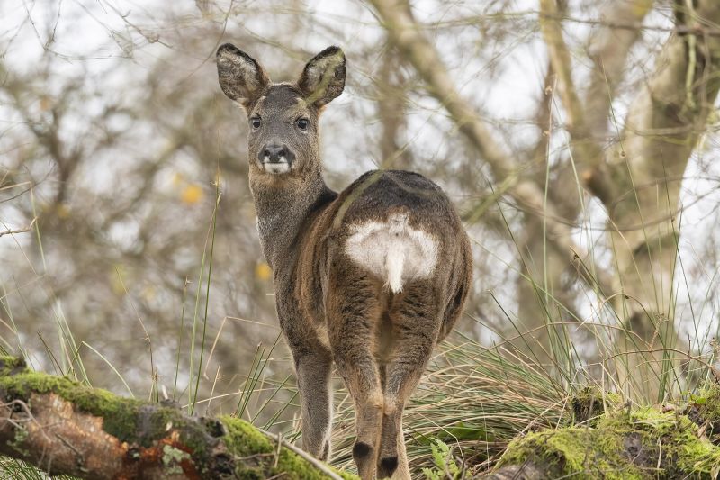 Srna - klikněte pro zobrazení detailu