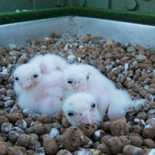 mláďata raroha velkého