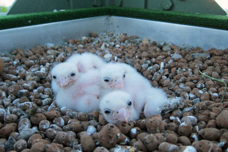 mláďata raroha velkého - klikněte pro zobrazení detailu