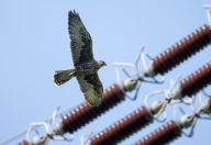 V ČR letos zahnízdilo 8 párů vzácného raroha velkého, 6 z nich si vybralo stožár vysokého napětí V ČR letos zahnízdilo 8 párů vzácného raroha velkého, 6 z nich si vybralo stožár vysokého napětí: Raroh velký (Falco cherrug) je majestátní dravý pták…
