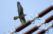 V ČR letos zahnízdilo 8 párů vzácného raroha velkého, 6 z nich si vybralo stožár vysokého napětí