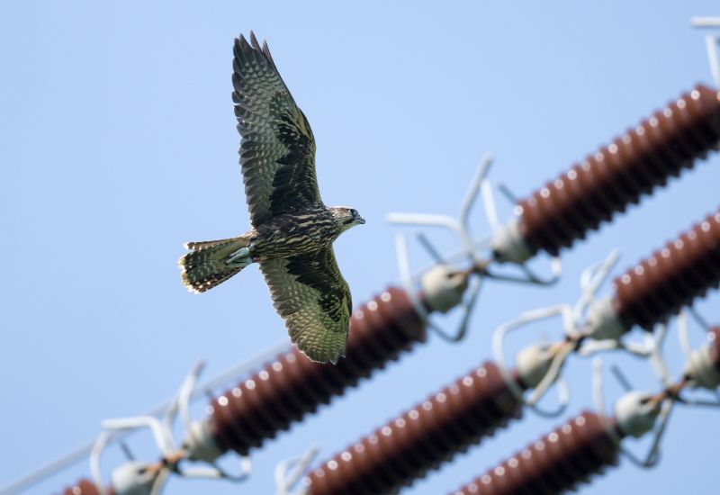Raroh velký - klikněte pro zobrazení detailu