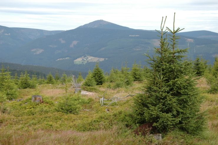 zobrazit detail snímku: Sněžka z Černé hory